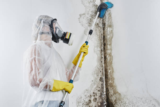 Best Black Mold Remediation in Tyndall, SD