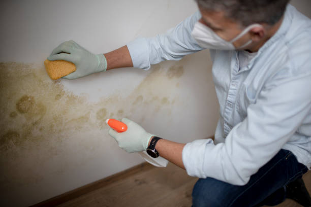 Best Emergency Mold Remediation in Tyndall, SD