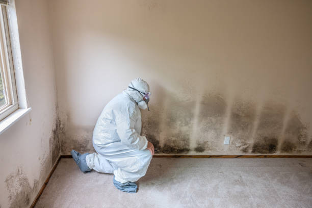 Best Residential Mold Remediation in Tyndall, SD